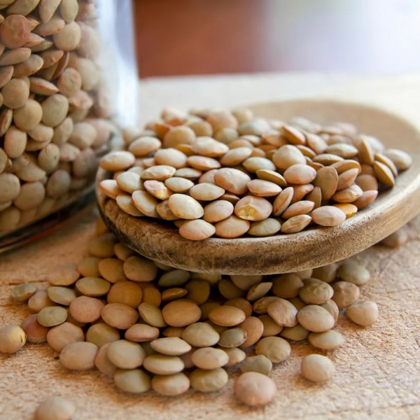 Lentils Seed