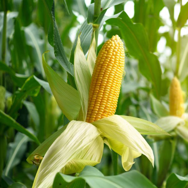 Maize