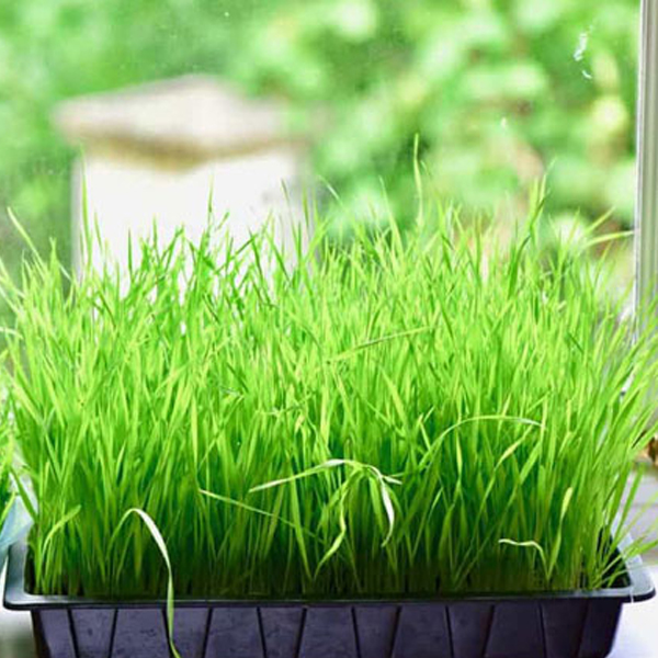 Wheat Grass